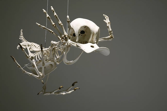 Ünlü Çizgi Karakterlerin İskeletleri Olsaydı Nasıl Görünürlerdi?