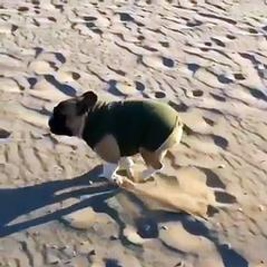 Dünyanın En Sevimli Slowmotion Düşüşü