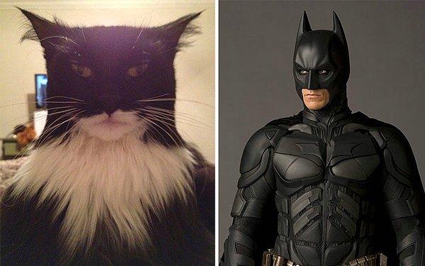 7. Bu kedi ve Batman