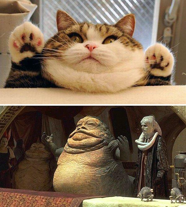 13. Bu kedi ve Jabba The Hut