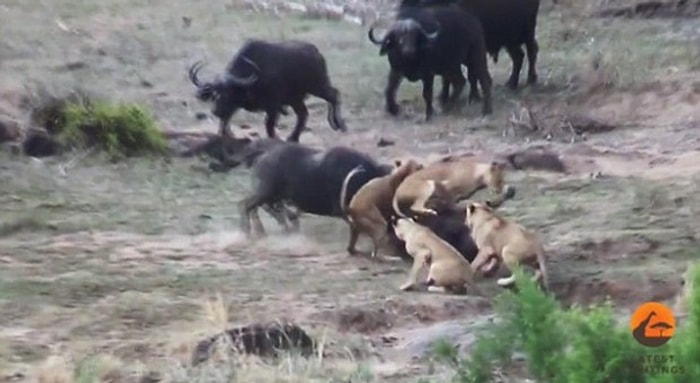 Aslanlara Karşı Manda Dayanışması