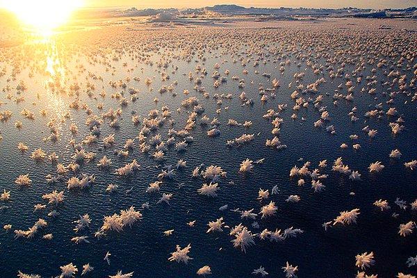15. Kuzey Buz Denizi'ndeki buz çiçekleri