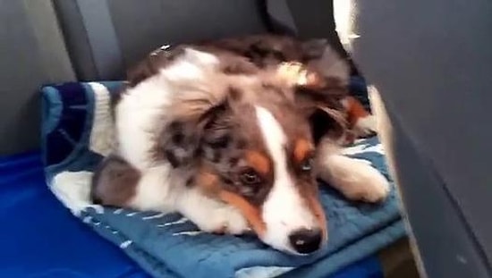 Sevdiği Şarkıyı Duyunca Uyanıp Şarkıya Eşlik Eden Köpek