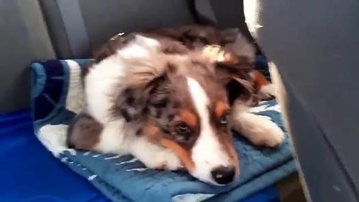 Sevdiği Şarkıyı Duyunca Uyanıp Şarkıya Eşlik Eden Köpek