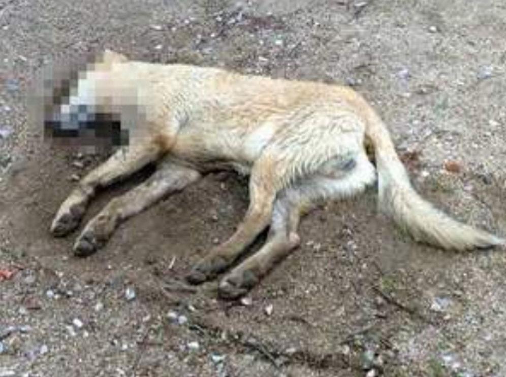 Bodrum'da Köpek Katliamı Devam Ediyor