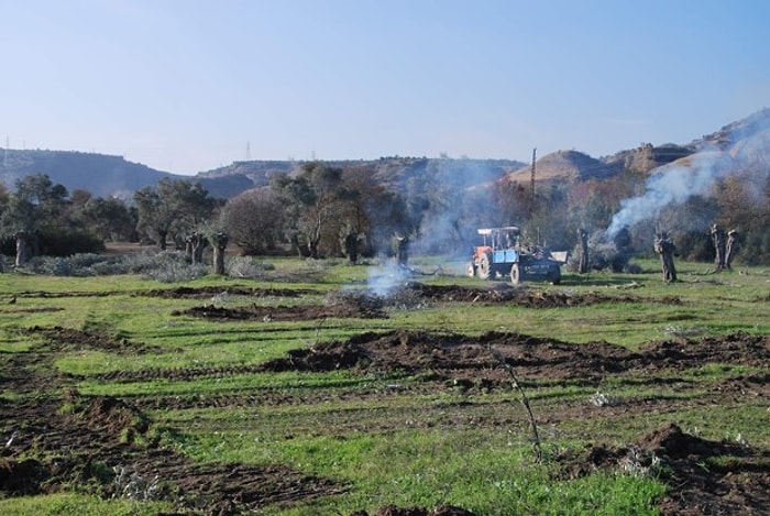 Aydın'da Jeotermal İçin Asırlık Zeytin Ağaçları Yok Ediliyor