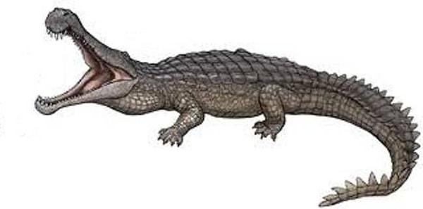 3-) Sarcosuchus
