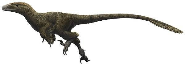 6-) Utahraptor