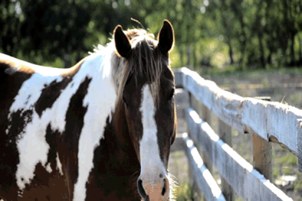 Atları Sevmek İçin 6 Neden