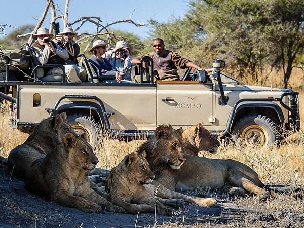7. Safariye giderek vahşi yaşam alanlarını keşfetmek.