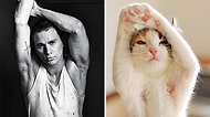 Hangisi Daha İyi Diye Kara Kara Düşüneceğiniz 22 Erkek ve Kedi Benzetmesi