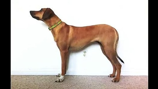 3 Yıl Boyunca Köpeğinin Büyüme Sürecini Kare Kare Çeken Kadın