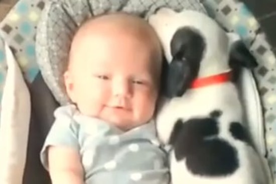 2014'ün En İyi 32 Hayvan Vine'ı