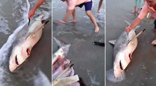 Ölen Hamile Köpekbalığına Doğum Yaptıran Adam