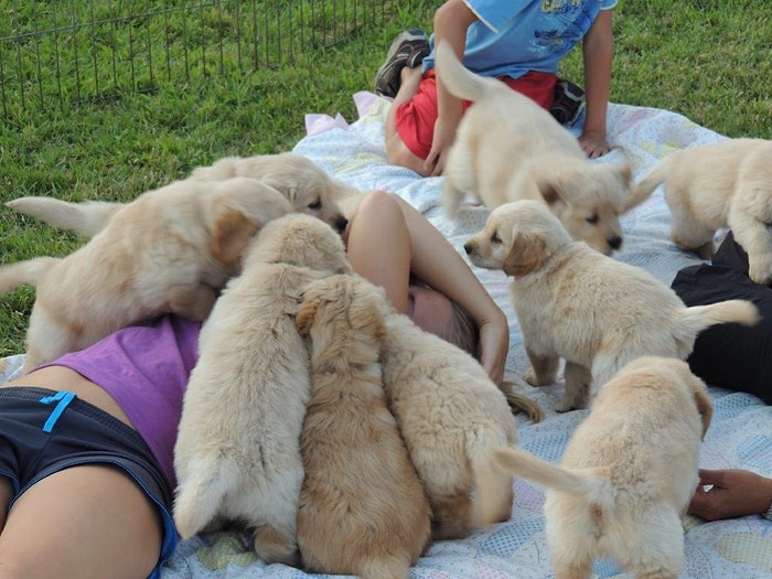 Yavru Köpeklerin Ne Kadar Zalım Olabileceğini Gözler Önüne Seren 29 Saldırı Anı