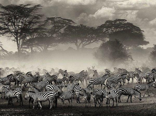 8. Zebralar, Serengeti Milli Parkı, Tanzanya