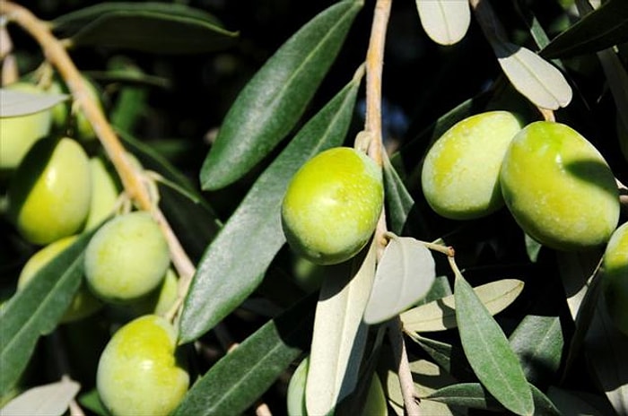 Kapatılan Linyit Ocağı, ‘Zeytin Madeni’ne Dönüştürüldü