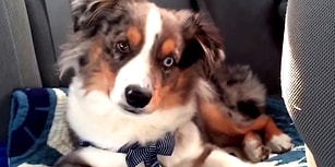Sevdiği Şarkı Çıkınca Kendinden Geçen Köpek