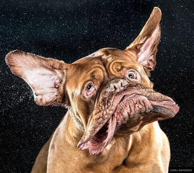 Islak Köpeklerin Çırpınırken Ultra-Hızlı Kameralarla Çekilen 14 Fotoğrafı