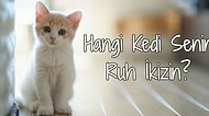 Hangi Cins Kedi Senin Ruh İkizin?