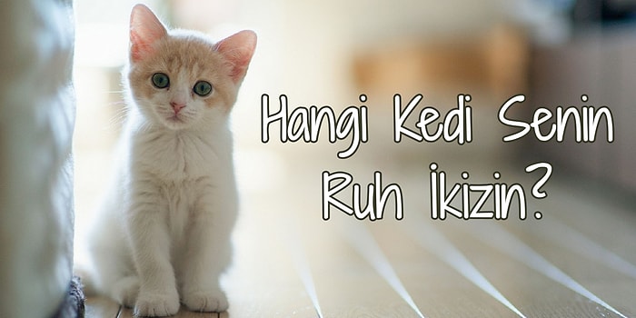 Hangi Cins Kedi Senin Ruh İkizin?