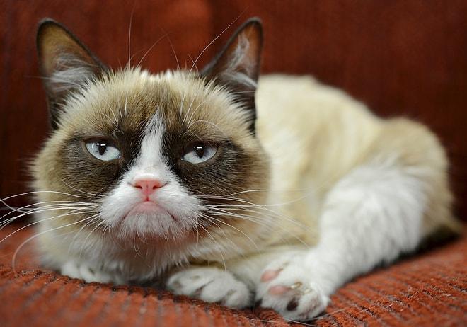 'Grumpy Cat' Hollywood Yıldızlarına Fark Attı
