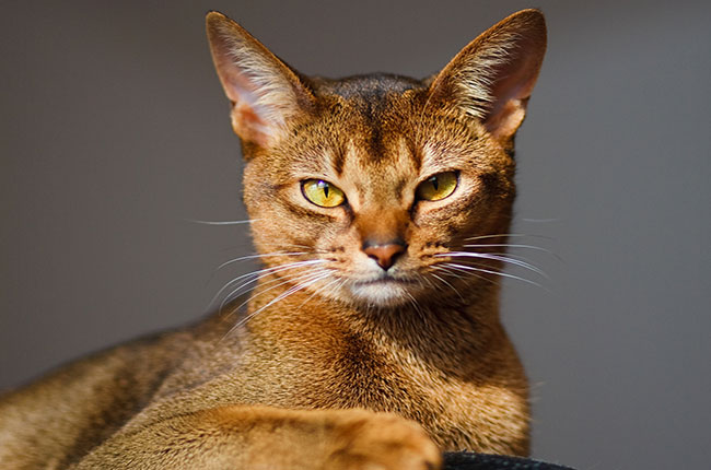 Egzotik kedi - senin büyüleyici favori Egzotik kedi - senin büyüleyici favori