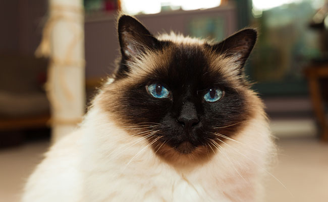 Egzotik kedi - senin büyüleyici favori Egzotik kedi - senin büyüleyici favori