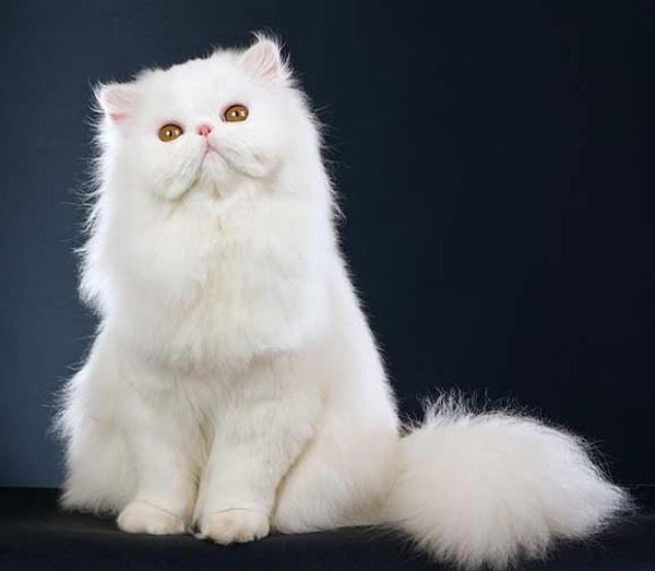 Kedilerin Nikola Tesla'sı: İran Kedisi!