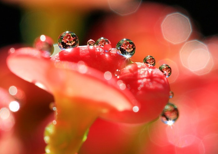 Detaylarda Saklanan Güzellikleri Ortaya Koyan Makro Fotoğrafçılığın 51 İnanılmaz Örneği
