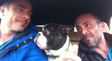 Arabada Şarkıya Eşlik Eden Sevimli Bulldog