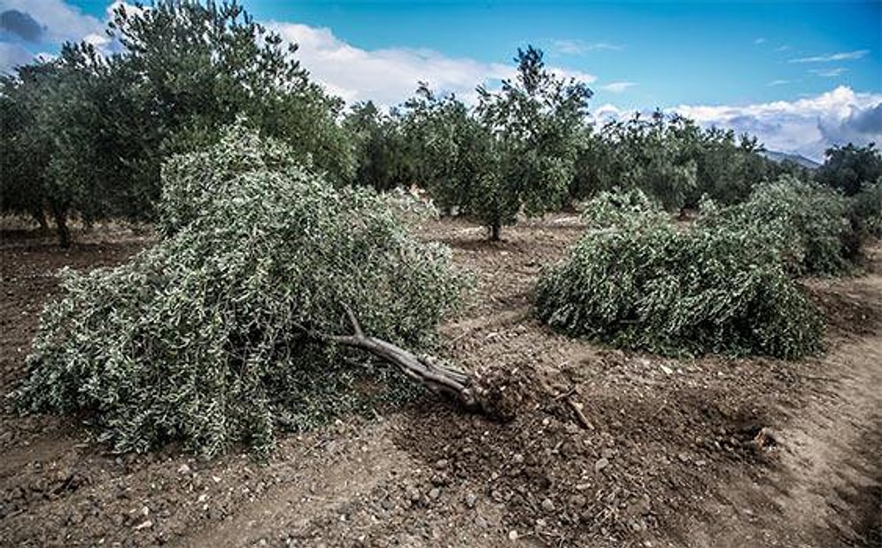 Yırca'da Kesilen 6.666 Zeytin Ağacı Köylüye Emanet Edildi