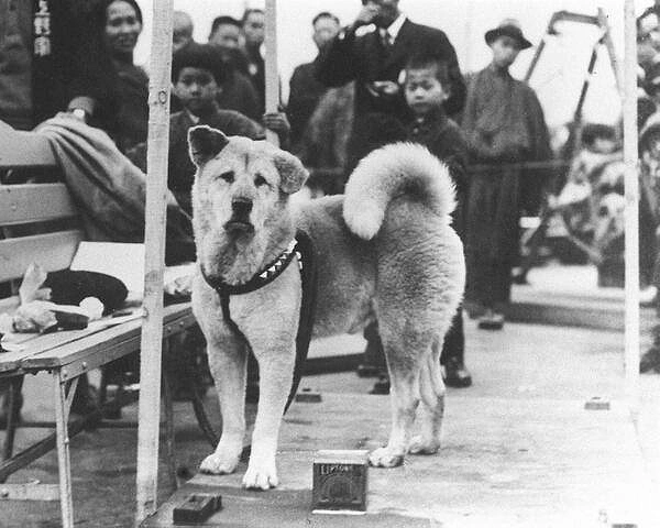 Sahibi öldükten sonra 9 yıl boyunca aynı saatte metroda sahibini bekleyen Sadık Köpek Hachiko, Tokyo, 1930lar.