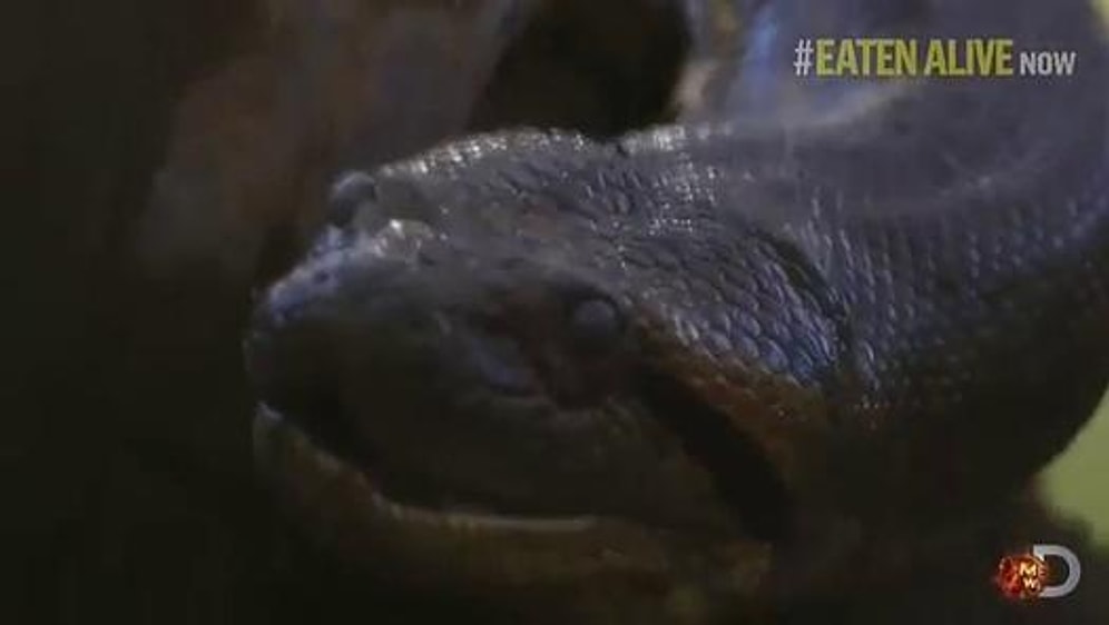 Dev Anakondaya Kendini Yem Eden Adam