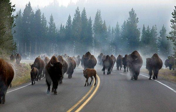Yellowstone Ulusal Parkı'nda geçiş üstünlüğü bizonların...