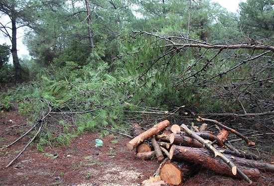 Urla'da Yürütmeyi Durdurma Kararı; Çam Ağaçları Şimdilik Kurtuldu