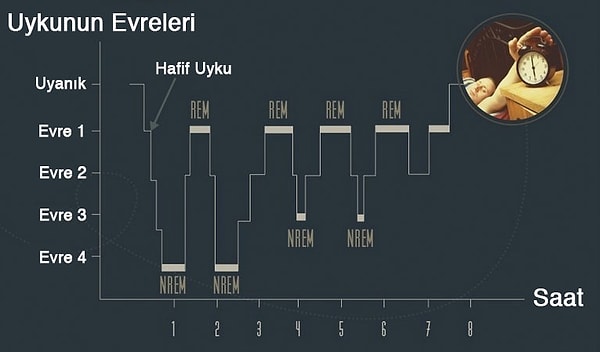 1. Uykuya daldıktan sonra farklı uyku aşamaları arasında gidip geliyoruz. Bu durumun ana sebebi, beyin dalgalarımızda meydana gelen frekans değişimleri.