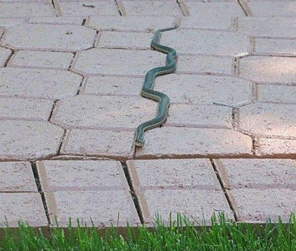 3. Bu yılanın kendine çizdiği sanatsal yol.
