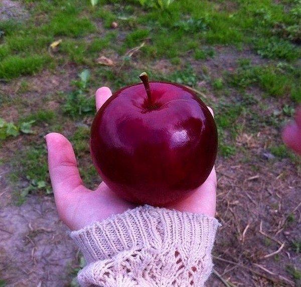 21. Yeryüzündeki diğer tüm elmalardan daha elma gibi görünen bu elma.