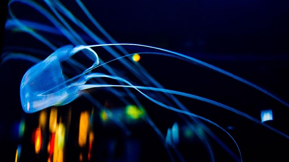 Dünyanın En Güzel ve Aynı Zamanda En Ölümcül 17 Deniz Canlısı