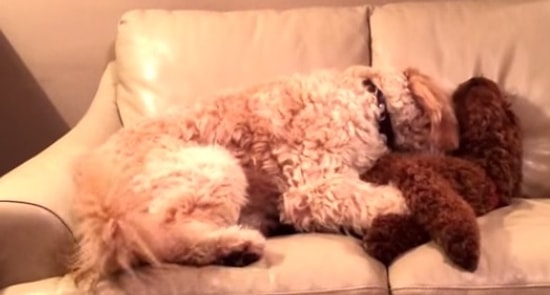 Kabus Gören Arkadaşını Uyandıran Köpek