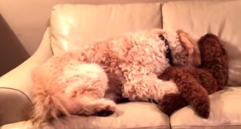 Kabus Gören Arkadaşını Uyandıran Köpek