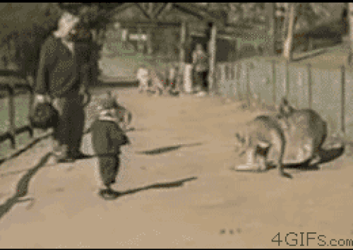 Avustralya Kanguruları
