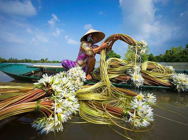 Mekong Deltası'nda nilüfer zamanı