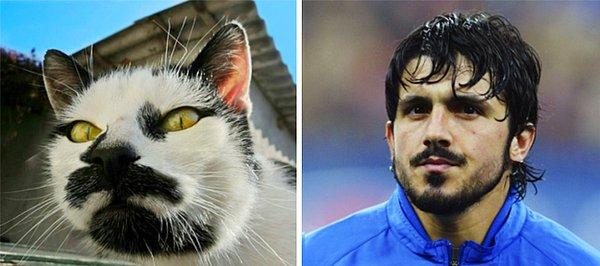 22. "Orta saha benden sorulur" Kedi Gattuso