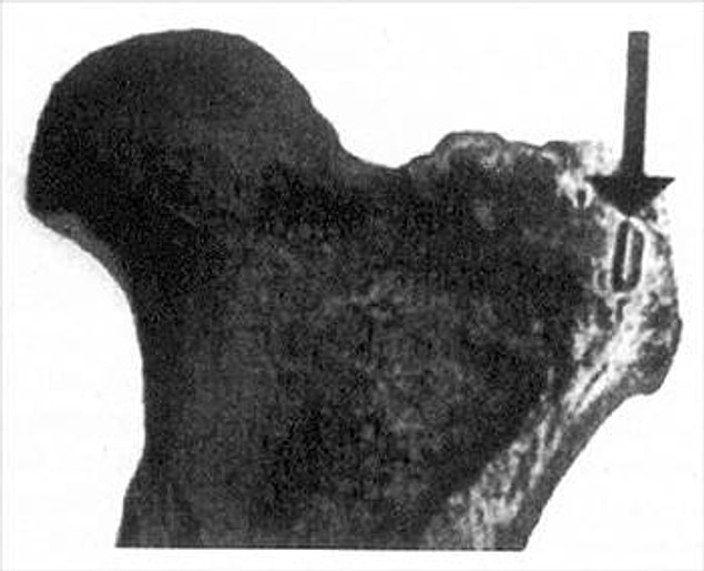 32. Toxodon'nun Kalça Kemiği.
