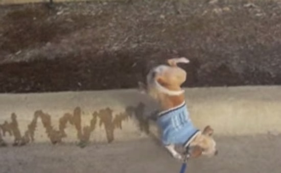 Tuvaletini Yaparken Sanat İcra Eden Köpek