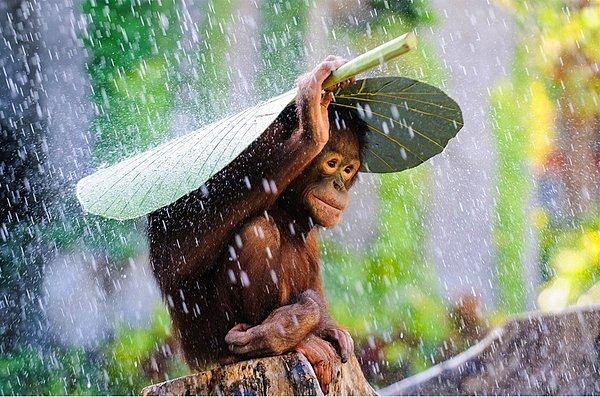 Zekice yağmurdan korunan yavru orangutan
