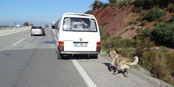 Köpeğe İnsanlık Dışı Eziyetin Cezası 454 TL