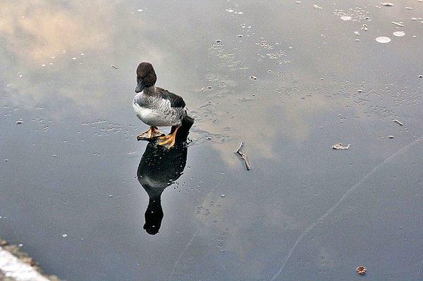 1. Bu ördek her zaman yaptığı gibi buz tutmuş gölün üzerinde vakit geçiriyordu.